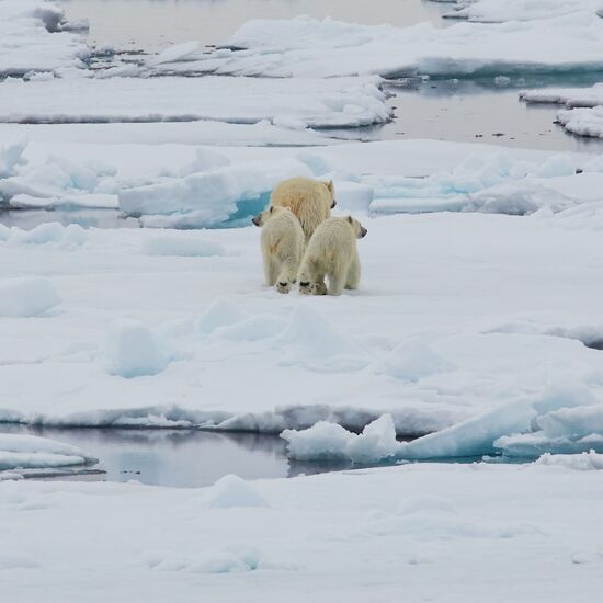 Entdeckerreise nach Nordspitzbergen - Eisbär-Special © Nordspitzbergen